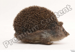  Hedgehog - Erinaceus europaeus # 3 